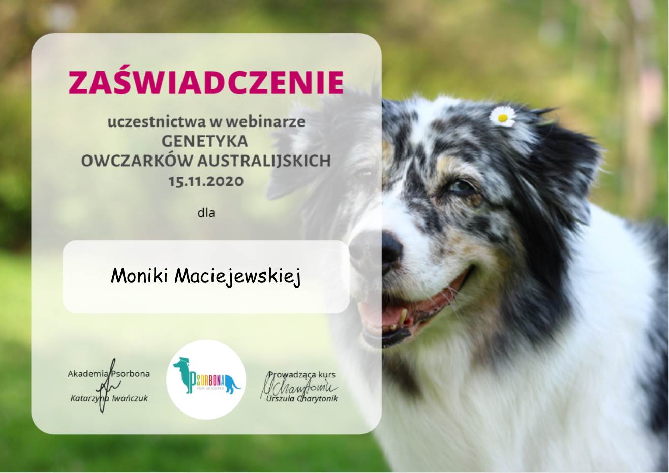 certyfikat szkolenia genetyka owczarków australijskich